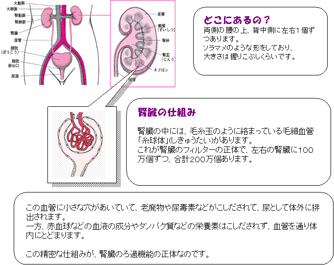 腎臓の位置、仕組みなどの画像