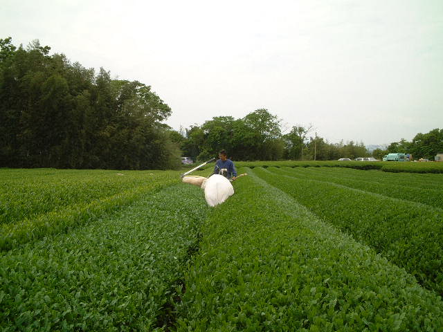 茶摘みの画像