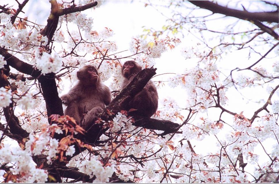 桜を愛でるの画像