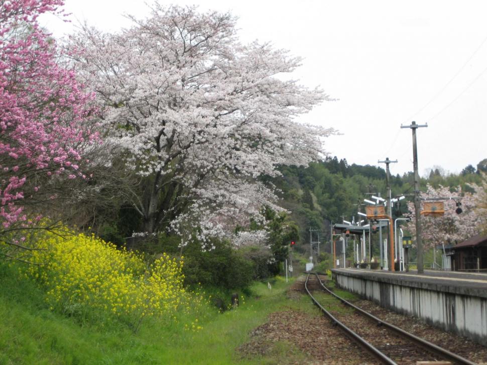 竹中駅からの森の画像