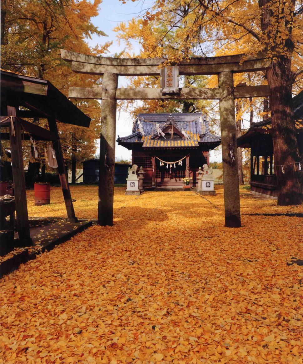 阿蘇神社の紅葉の画像