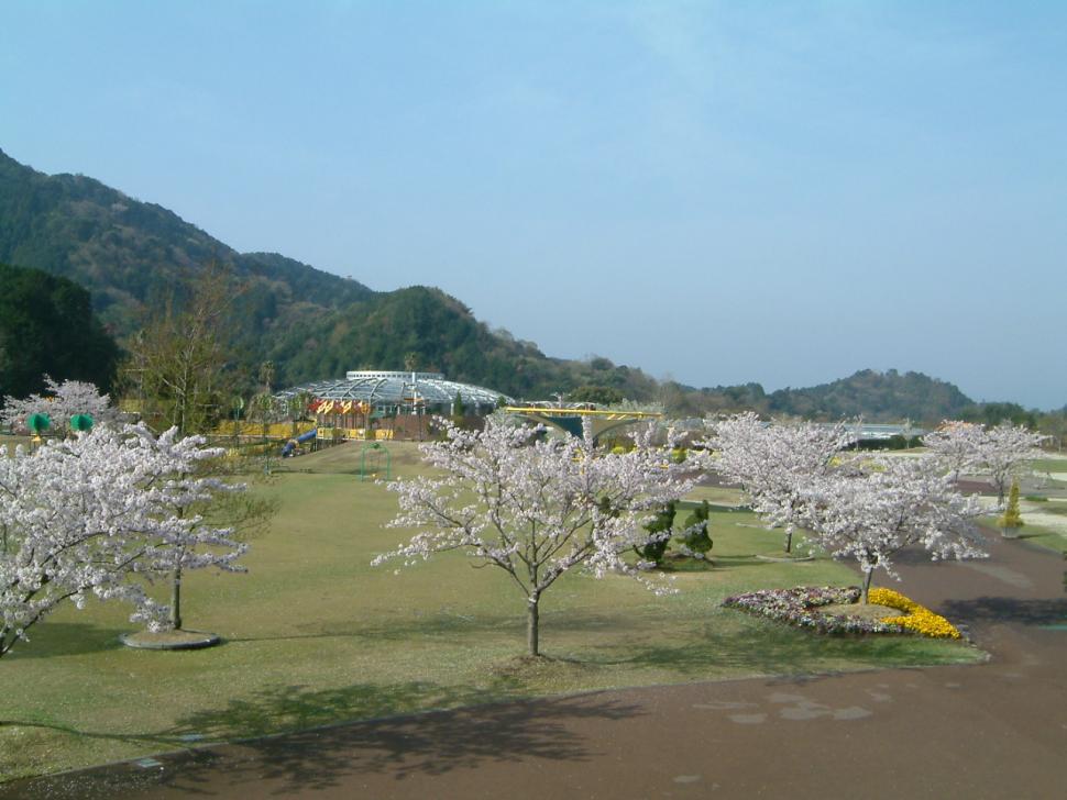 桜の風景の画像