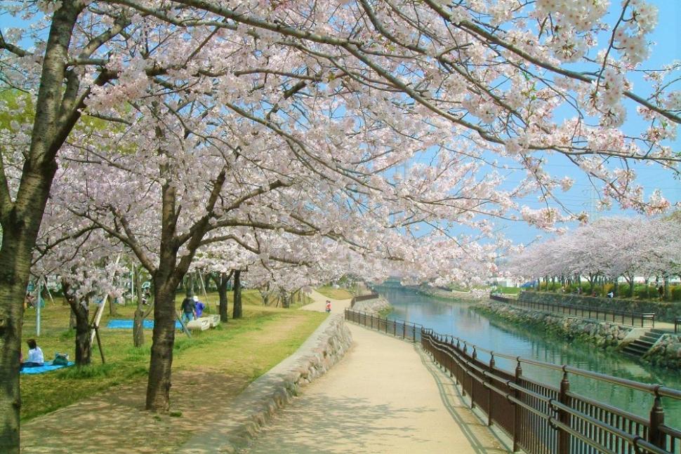 裏川沿いの桜
