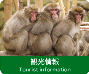 観光情報
