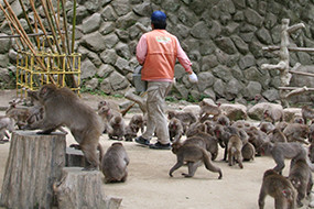 サルへの餌やりの様子