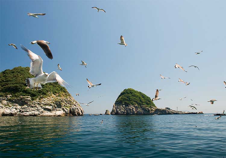 高島とウミネコ