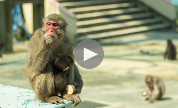 高崎山自然動物園へのリンク