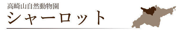 高崎山自然動物園 シャーロット