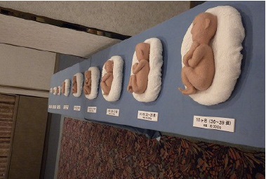 羊毛フェルトで作成した胎児人形の画像