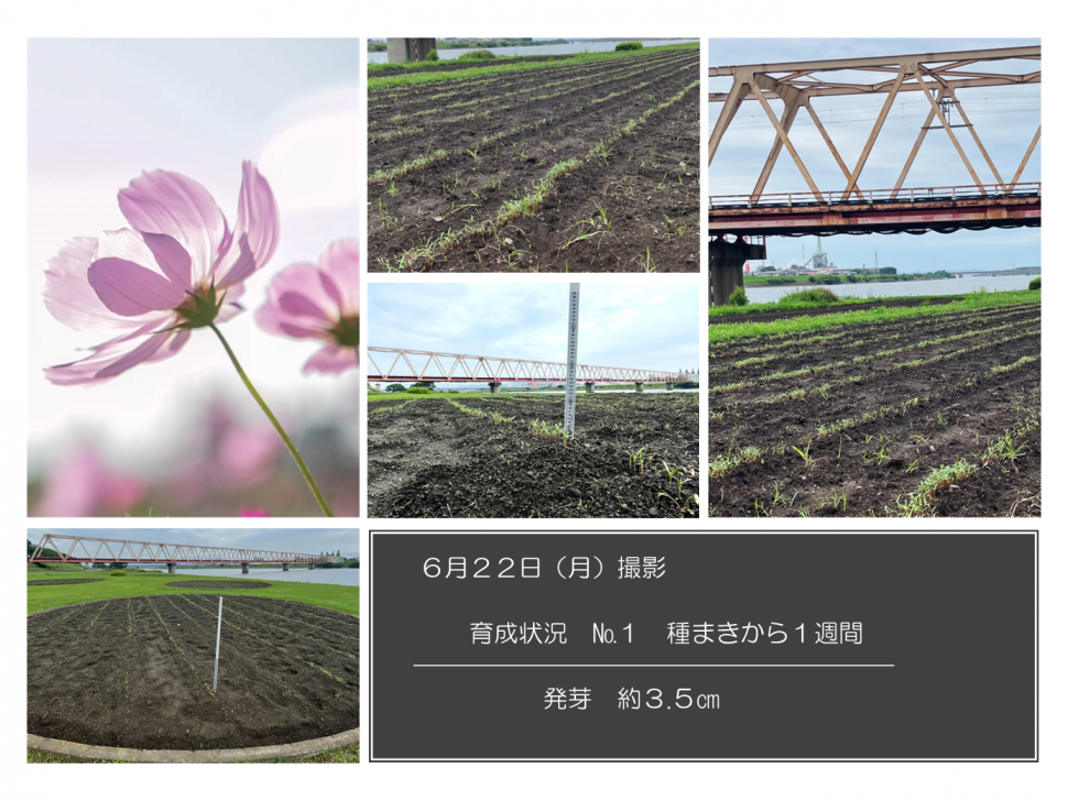 育成状況ナンバー1