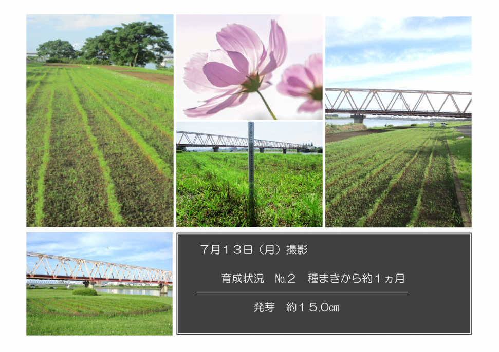 育成状況ナンバー2