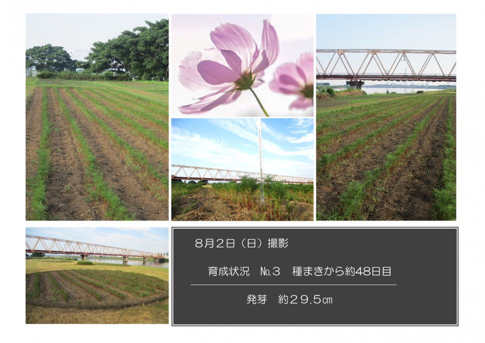 育成状況ナンバー3