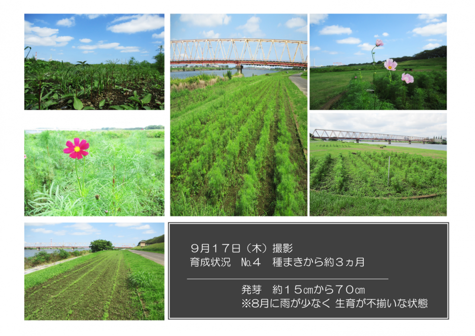 育成状況ナンバー4