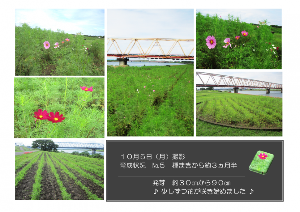 育成状況ナンバー5