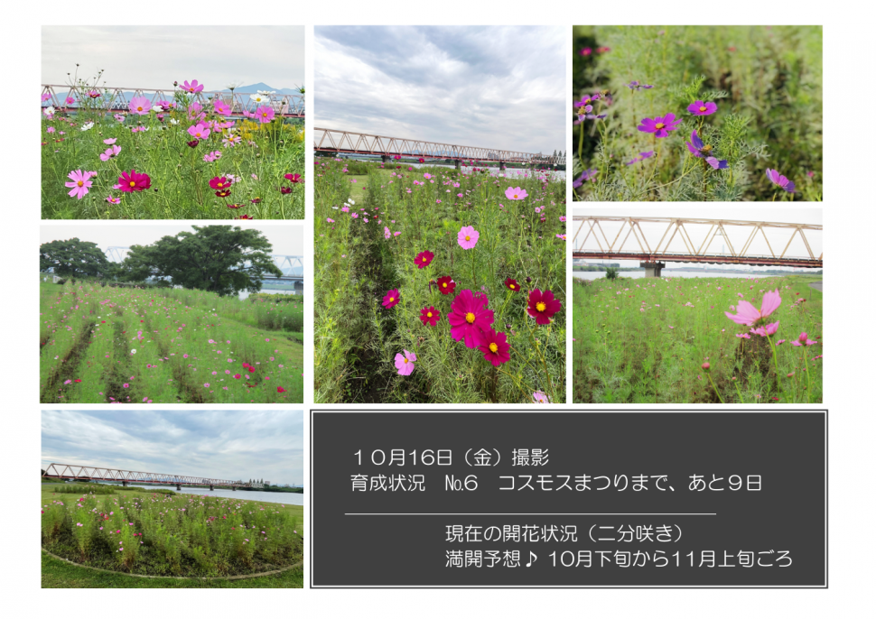 育成状況ナンバー6