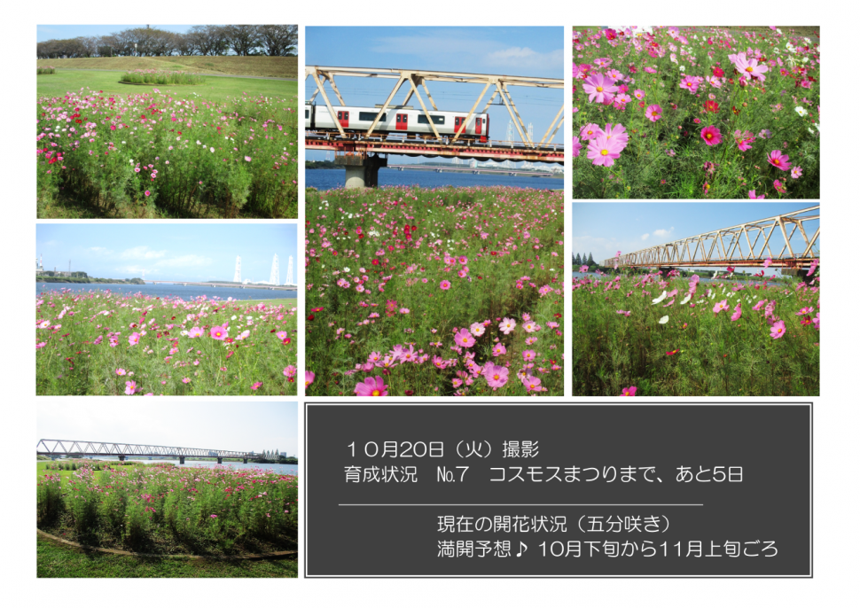 育成状況ナンバー7