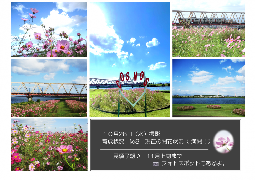 育成状況ナンバー8
