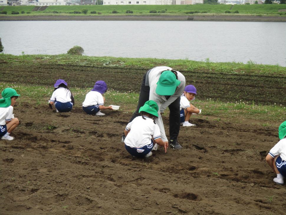 園児による種まきの様子