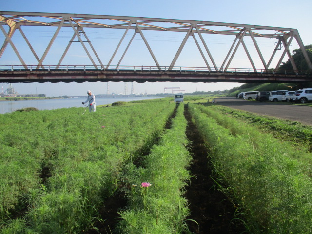 二番花壇鉄橋