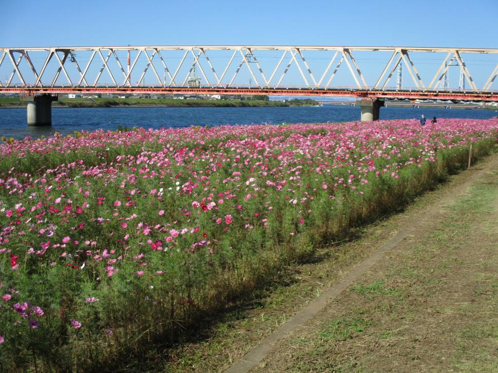昨年度のコスモスの開花写真