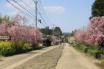 石畳道路のシダレザクラ