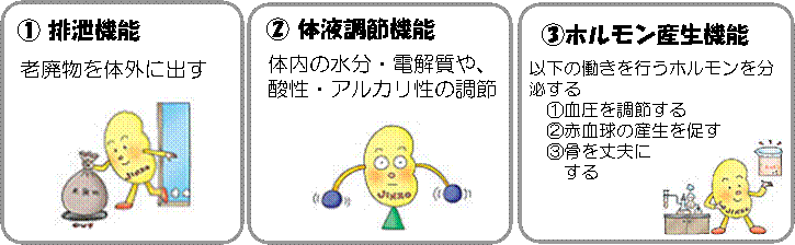 排泄機能、退役調節機能、ホルモン生産機能