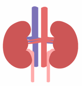 腎臓のイメージ画像
