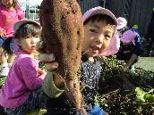 芋ほりの様子です