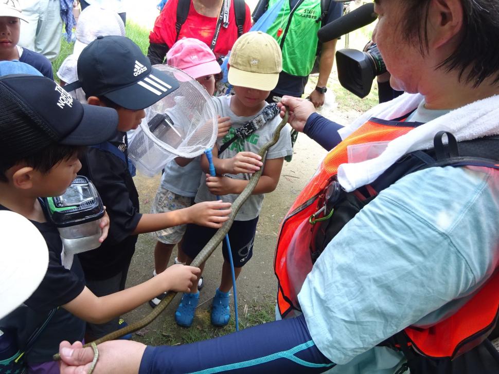 捕まえた生き物を観察する参加者