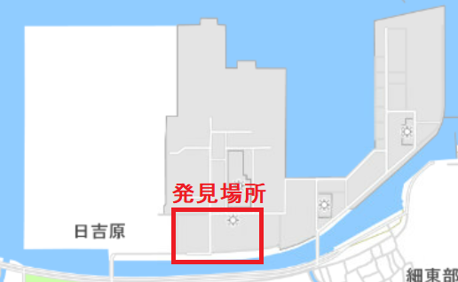 セアカゴケグモ20241127