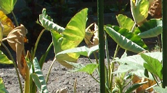 栽培している野菜の画像