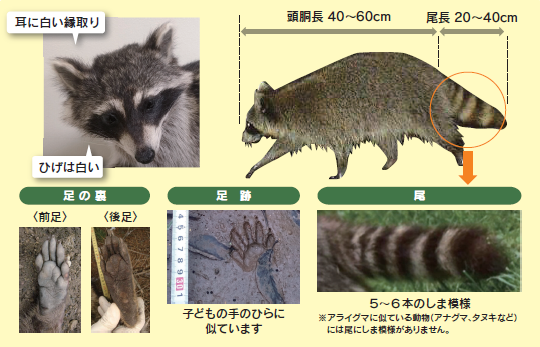 アライグマの身体的特徴2025