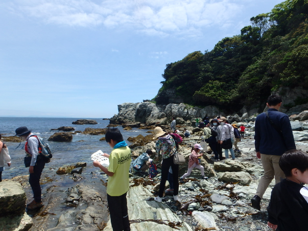 海岸で貝探し