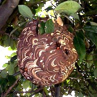 スズメバチの巣の画像