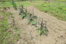 堆肥を使って野菜を植えています