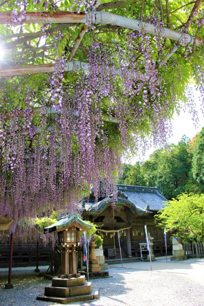 早吸日女神社ふじ祭