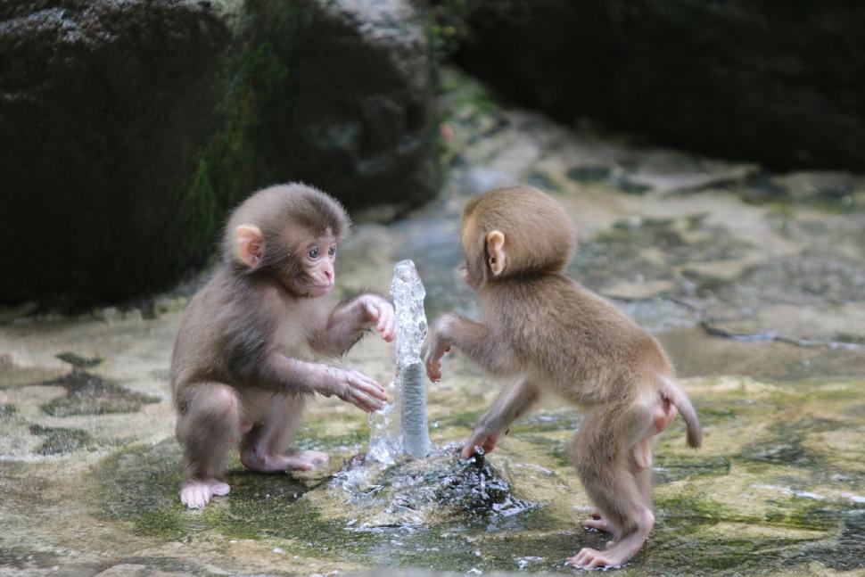 おさるのプールで水遊びをする子ザルたち