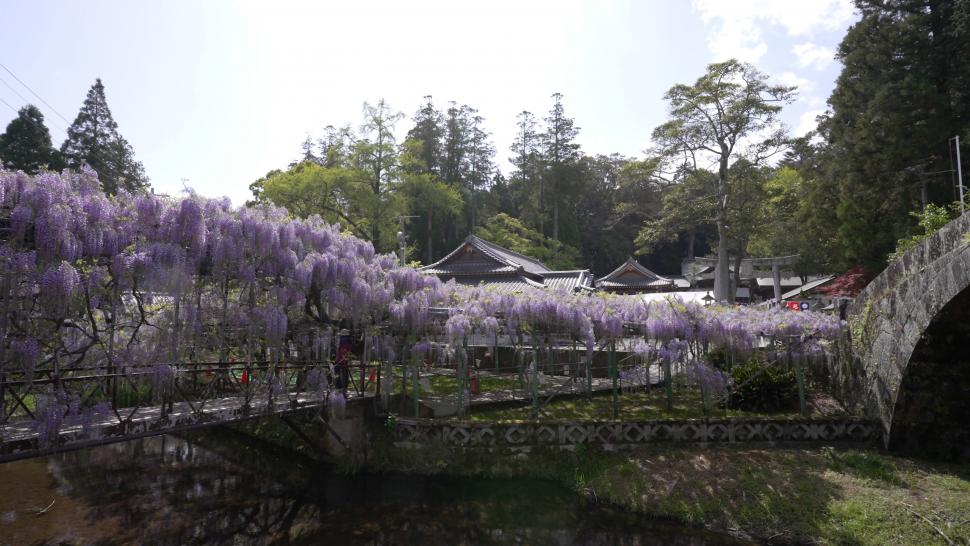 西寒多神社ふじ祭り