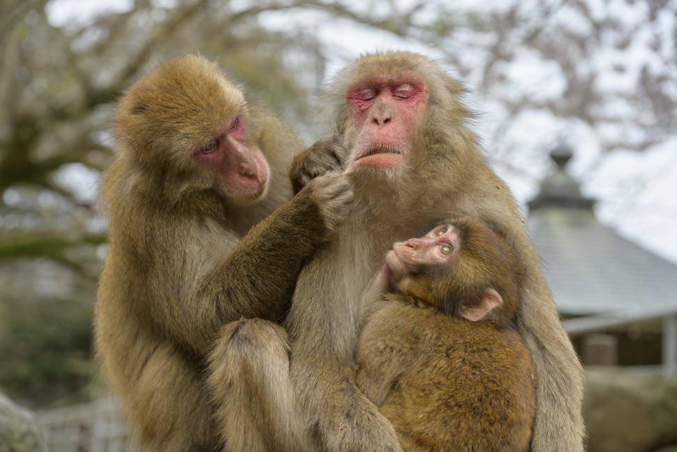 高崎山自然動物園のサル