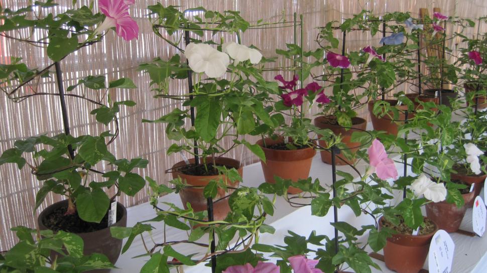 鉢に植えられた朝顔