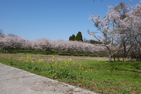 サクラ遠景