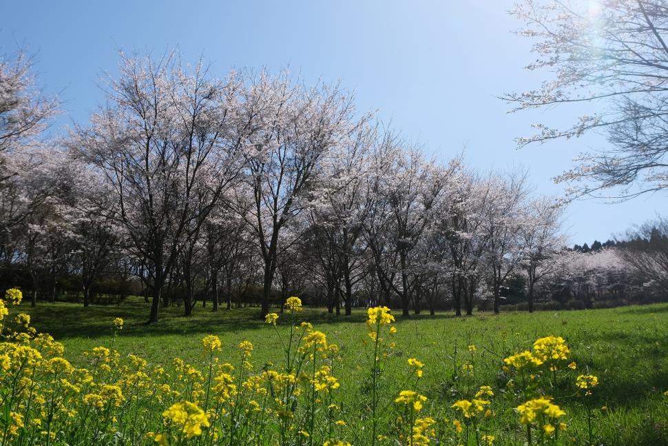 サクラと菜の花