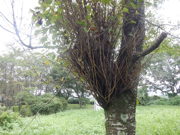 てんぐ巣