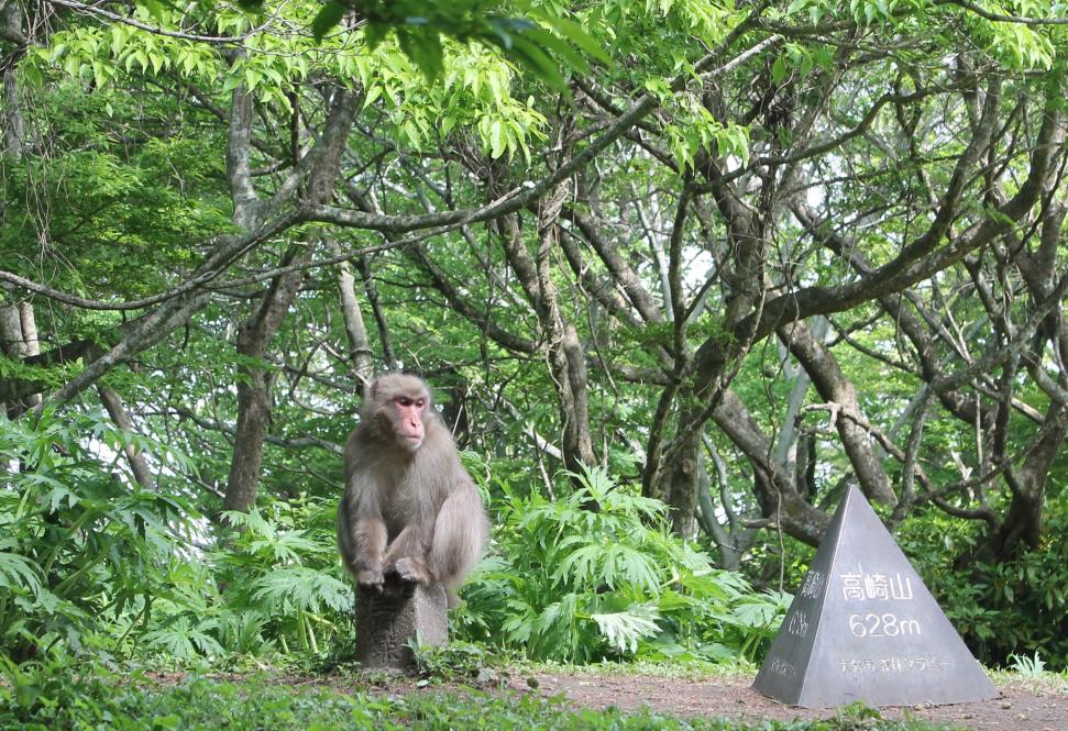 高崎山山頂のサルの写真