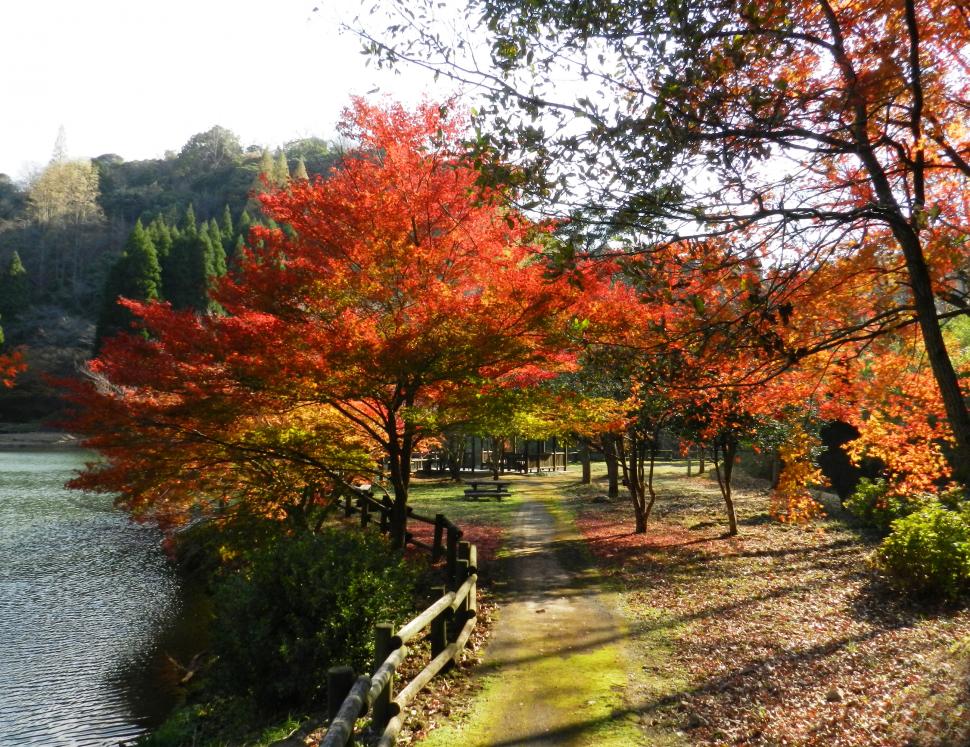 おしどり渓谷セラピーロードの紅葉の写真