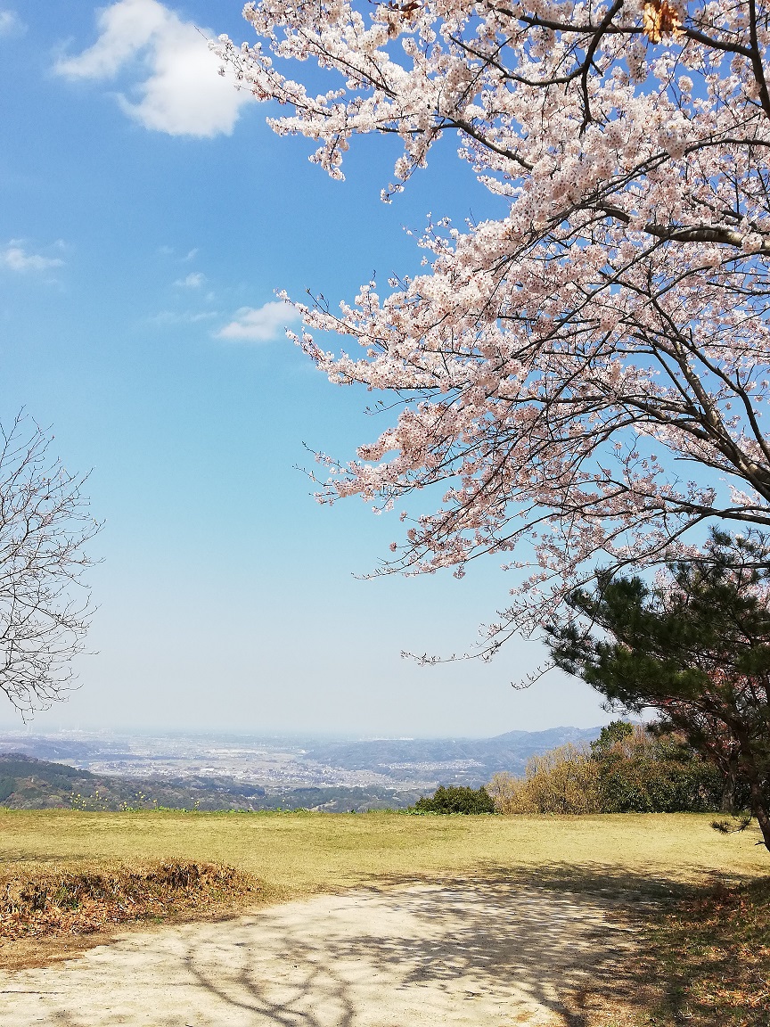 天面平成荘付近の桜の写真