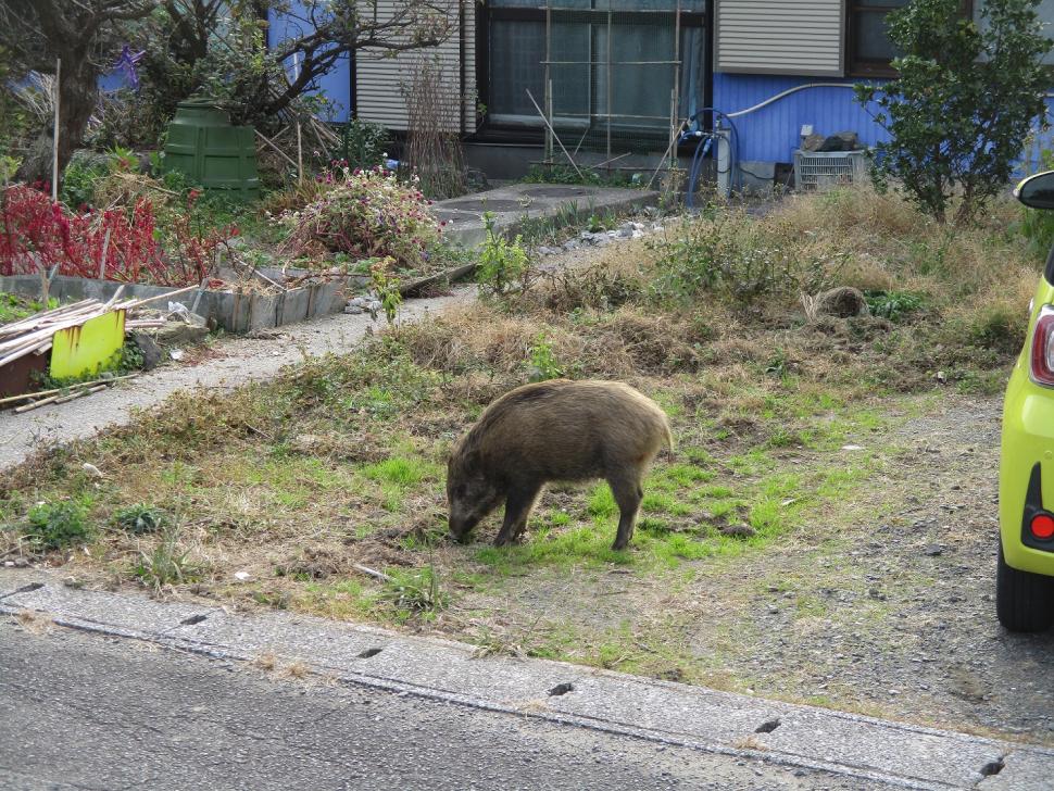 イノシシ出没写真