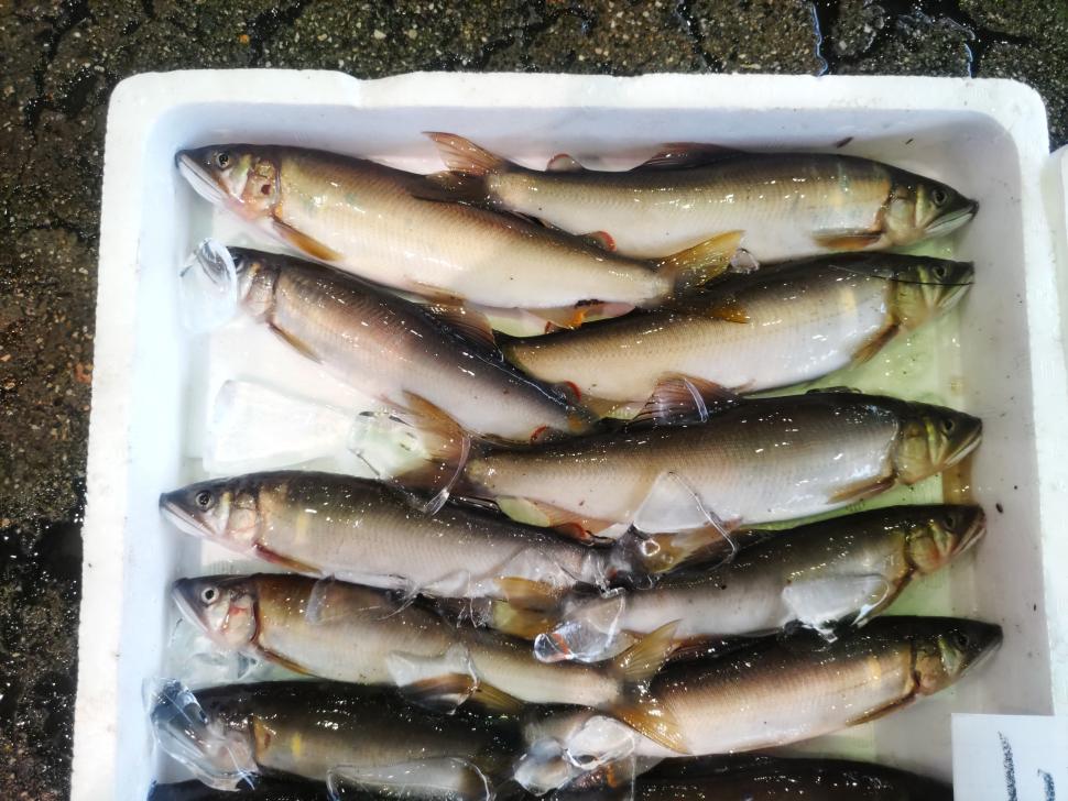 アユ現物1
