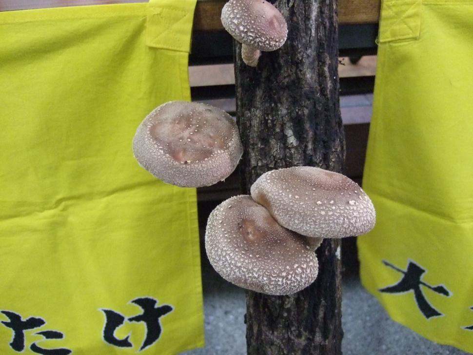 原木しいたけ
