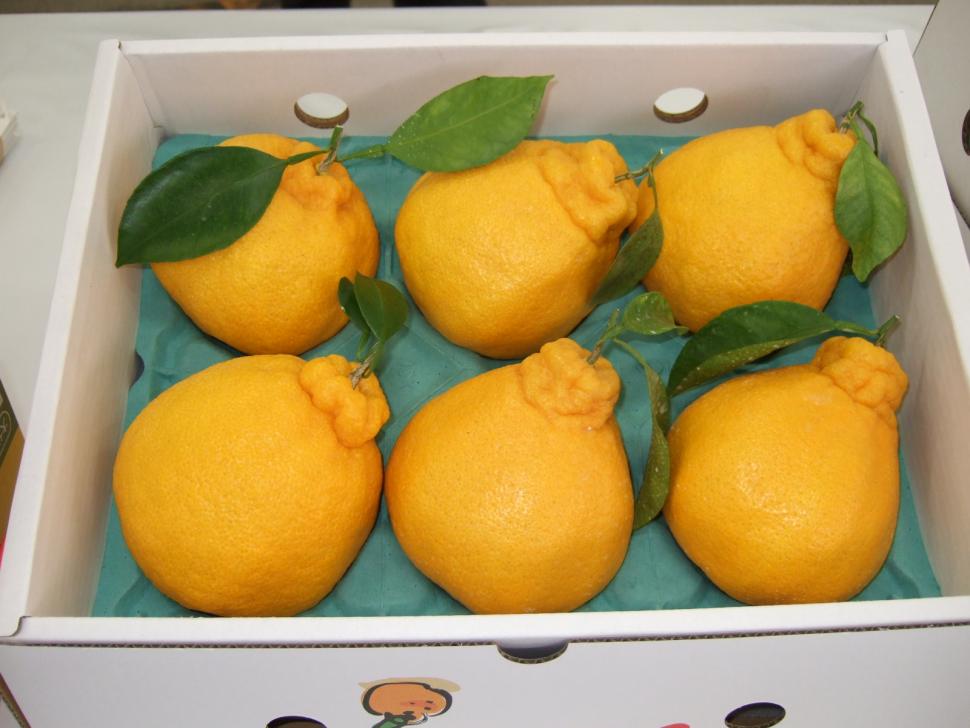 ハウスデコポン現物